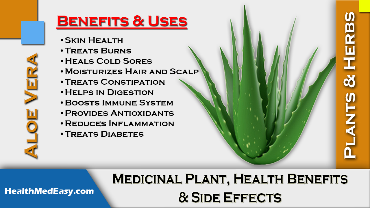 Aloe Vera Gel Juice Cream Uses Plant Benefits Side Effects Health 1748