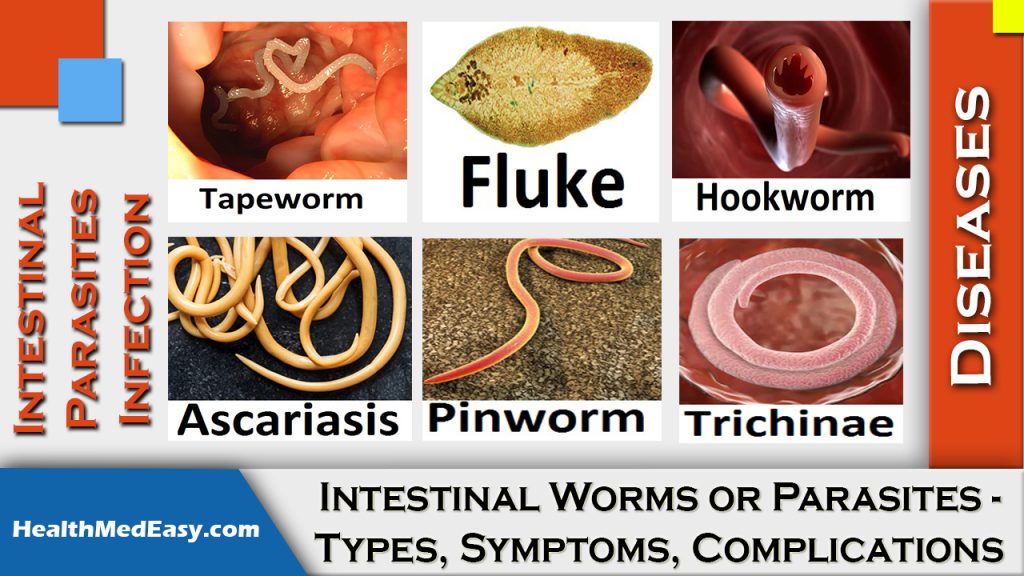 What Do Intestinal Worms Look Like - Printable Templates Protal