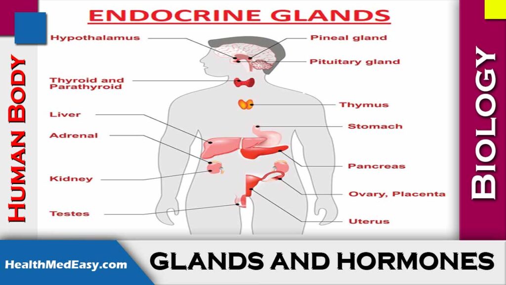 Hormones In Human Body Health Medicine And Easy Tips 6371